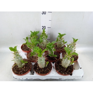 Pachypodium saundersii