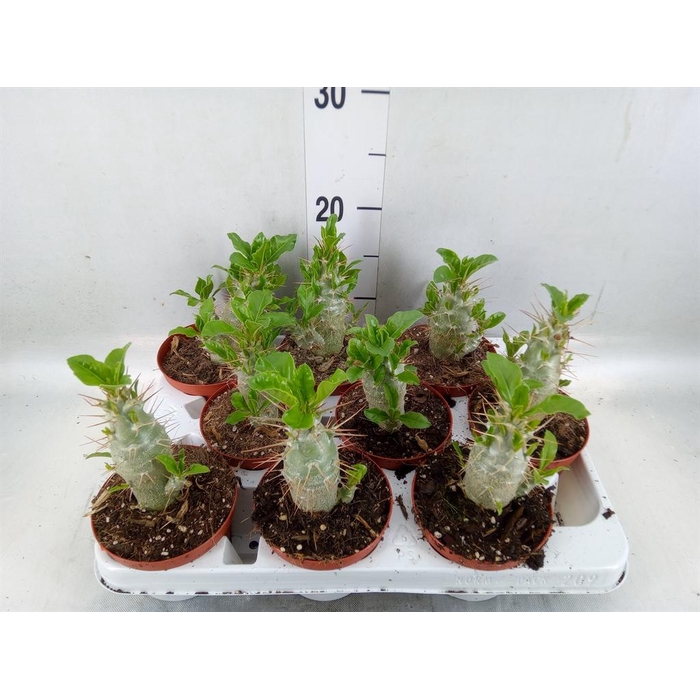 <h4>Pachypodium saundersii</h4>