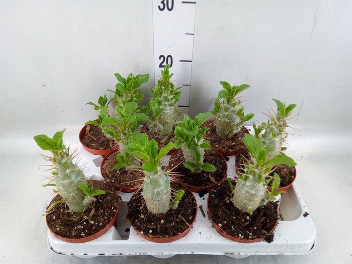 <h4>Pachypodium saundersii</h4>