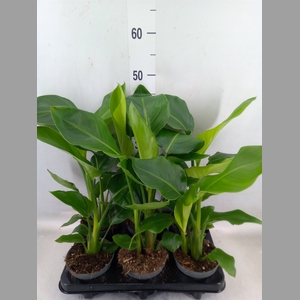 Strelitzia nicolai