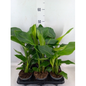 Strelitzia nicolai