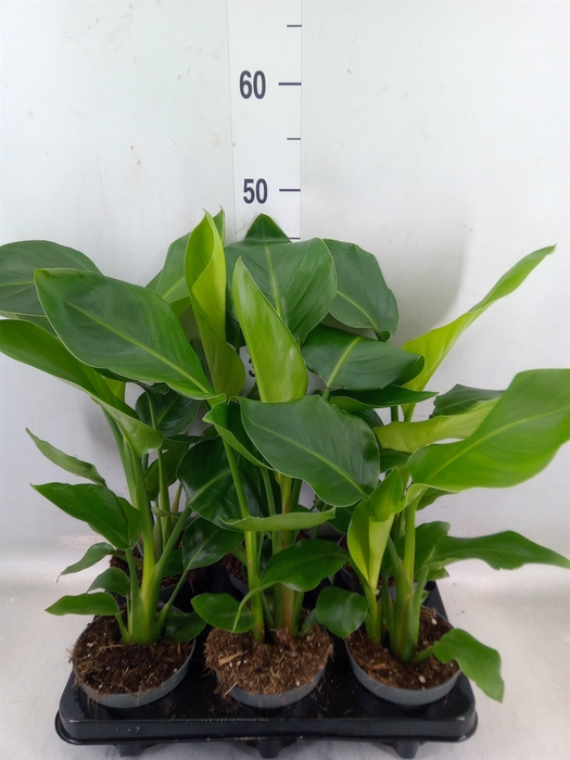 <h4>Strelitzia nicolai</h4>