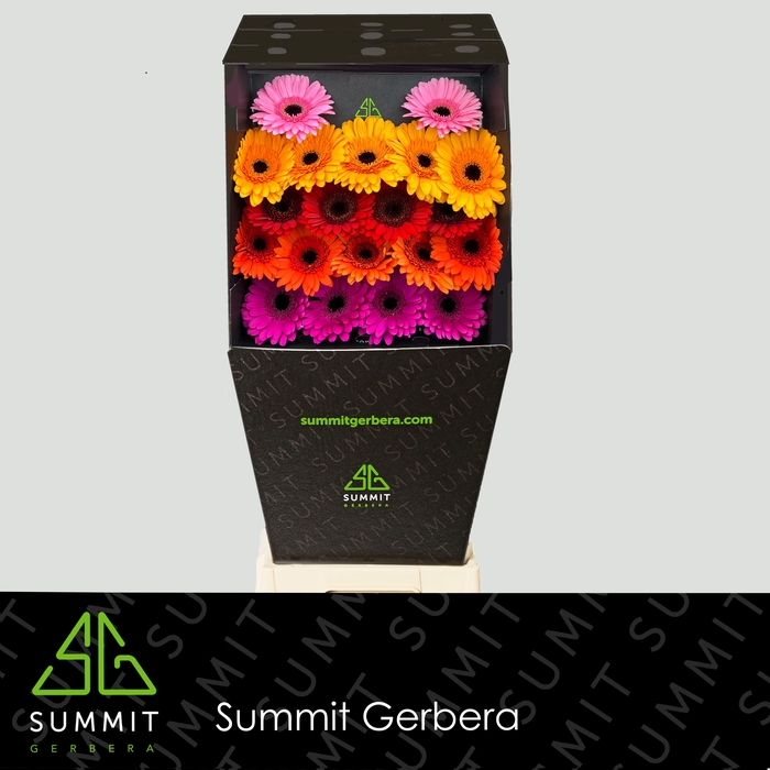 <h4>Germini Mix 3 kleuren Diamond</h4>