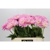 Dahlia Pink Pop