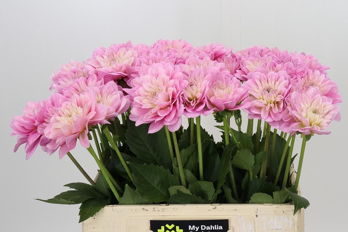 Dahlia Pink Pop