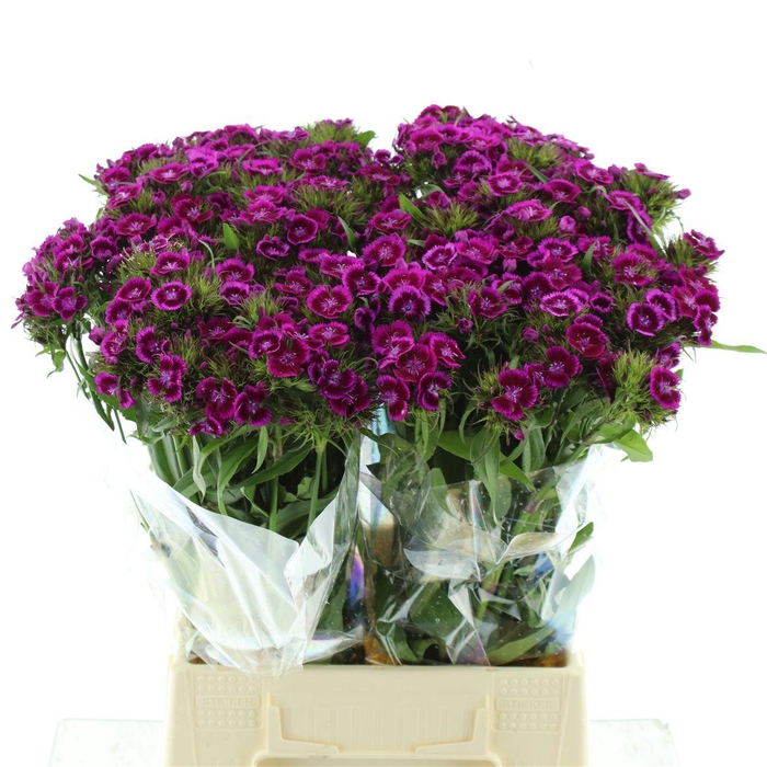 <h4>Di Barb Amazon Purple</h4>