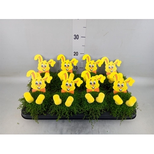 Soleirolia soleirolii   ...green