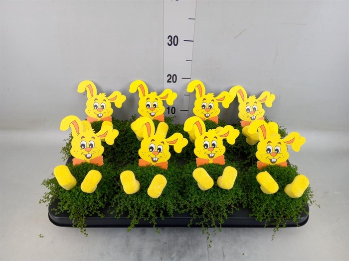 <h4>Soleirolia soleirolii ...green</h4>