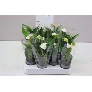 Anth An Everest Mini A2