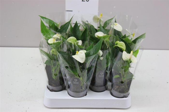 <h4>Anth An Everest Mini A2</h4>