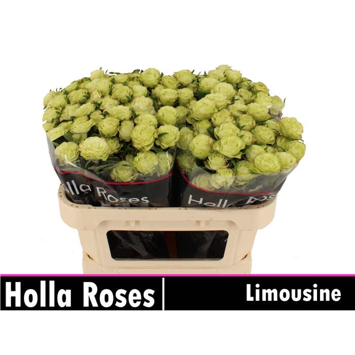 <h4>Limousine</h4>