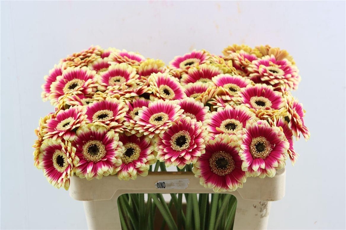 <h4>Ge Mi Volcano</h4>