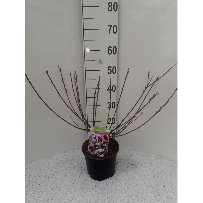 <h4>salix mount Aso</h4>