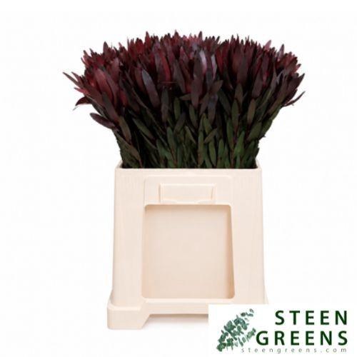<h4>LEUCAD SAF SUNSET</h4>