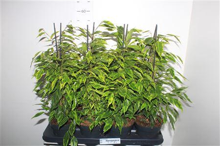 <h4>Fic Be Anastasia</h4>