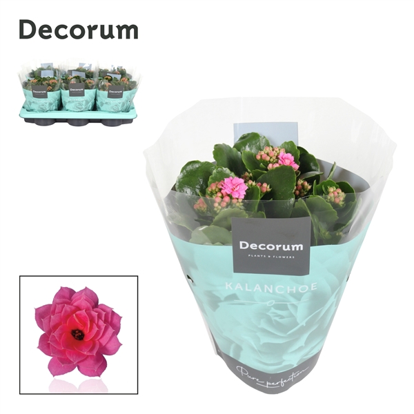 Kalanchoe Decorum - Pink