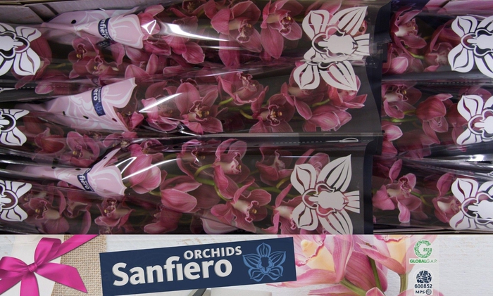 <h4>CYMB T MONICA</h4>