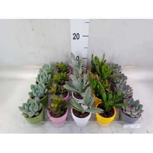 Succulents   ...mix 5