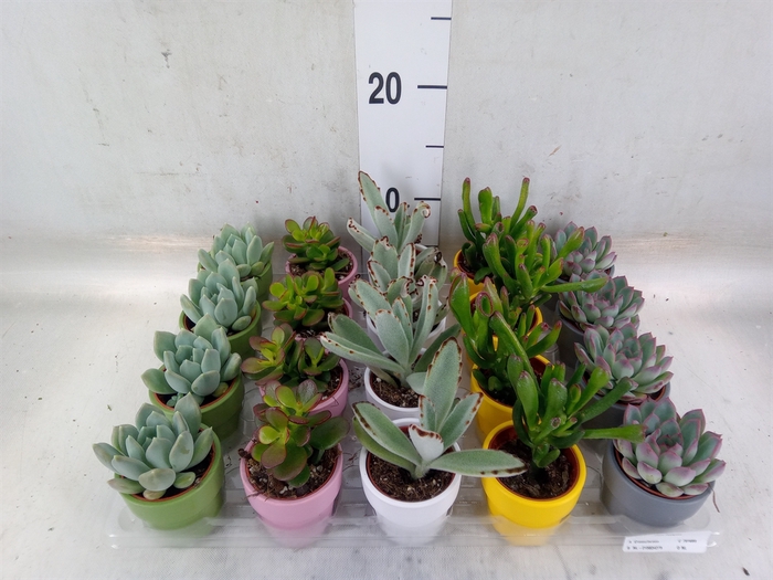 <h4>Succulents   ...mix 5</h4>