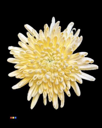 <h4>Chr G Ana Snow Yellow</h4>