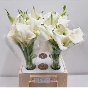 Calla Crystal Blush