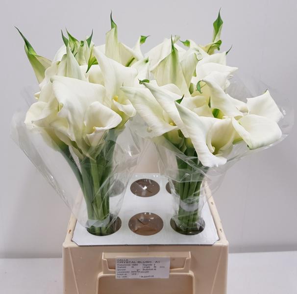 <h4>Calla Crystal Blush</h4>