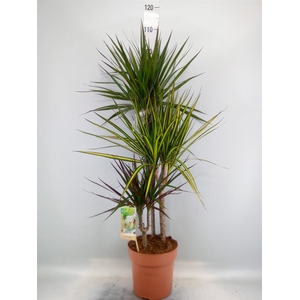 Dracaena marg.   ..mix 3
