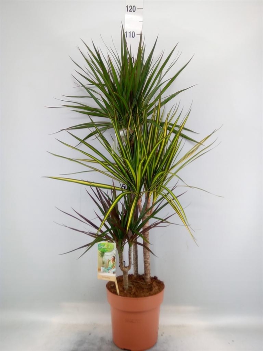 <h4>Dracaena marg.   ..mix 3</h4>