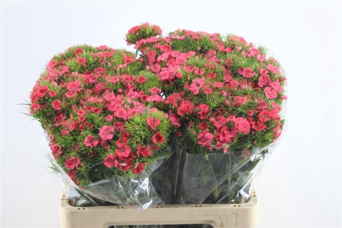 <h4>Di Barb Coral</h4>