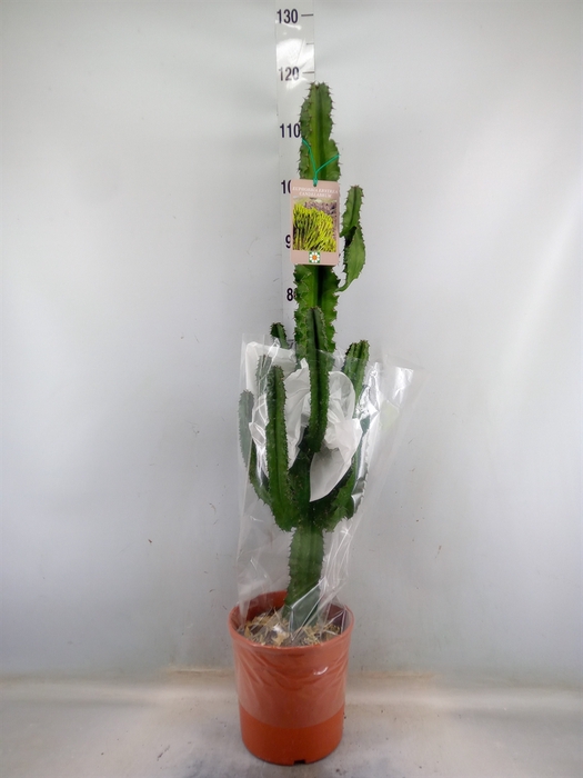 <h4>Euphorbia candelabrum</h4>