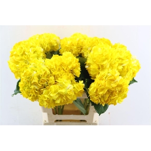 Hydr M Dark Yellow Tinted