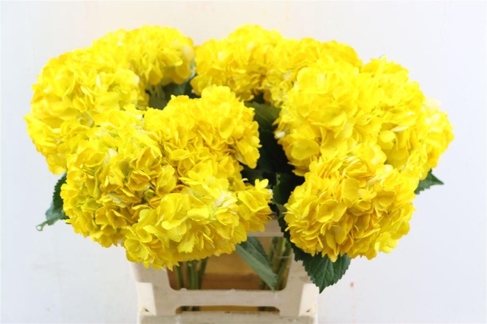 <h4>Hydr M Dark Yellow Tinted</h4>