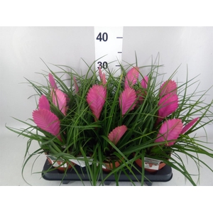 Tillandsia cyanea 'Anita'