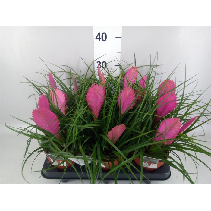 <h4>Tillandsia cyanea 'Anita'</h4>