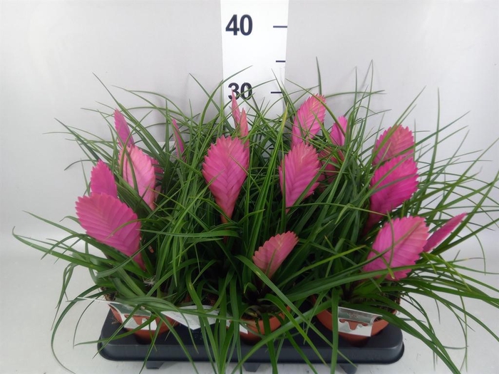 Tillandsia cyanea 'Anita'