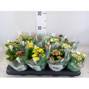 Kalanchoe blos. 'Rosalina'  ..mix 6