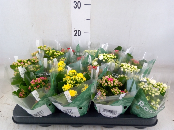 <h4>Kalanchoe blos. 'Rosalina'  ..mix 6</h4>
