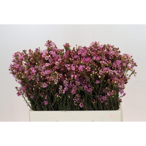 Chamelaucium megalopetalum 'Grand Adi'