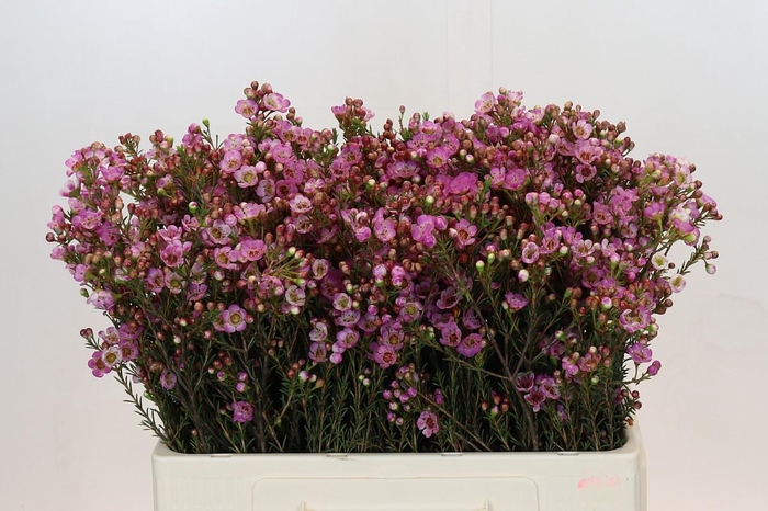Chamelaucium megalopetalum 'Grand Adi'