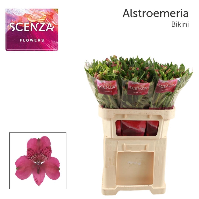 <h4>ALSTR BIKINI Scenza</h4>