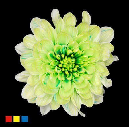 <h4>Chr T Altaj Brazil</h4>