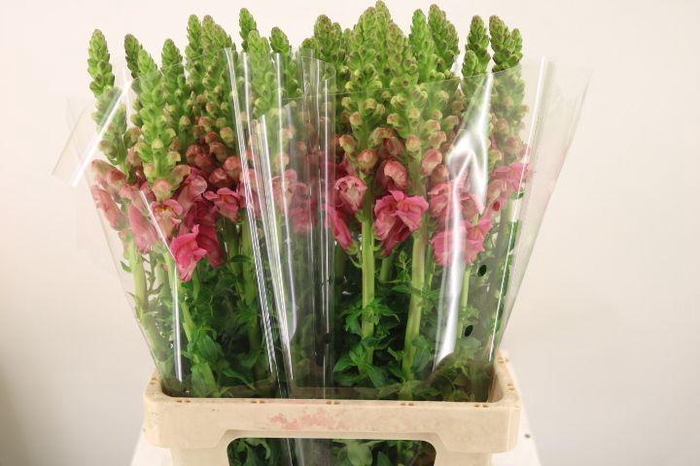 <h4>ANTIR POTO CHER ROSE</h4>