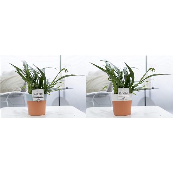 <h4>Aglaomorpha Jimin P&PURE Terra Cotta 4 ass.2</h4>