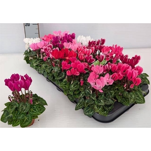 .Cyclamen persicum kleinbloemig super serie micro