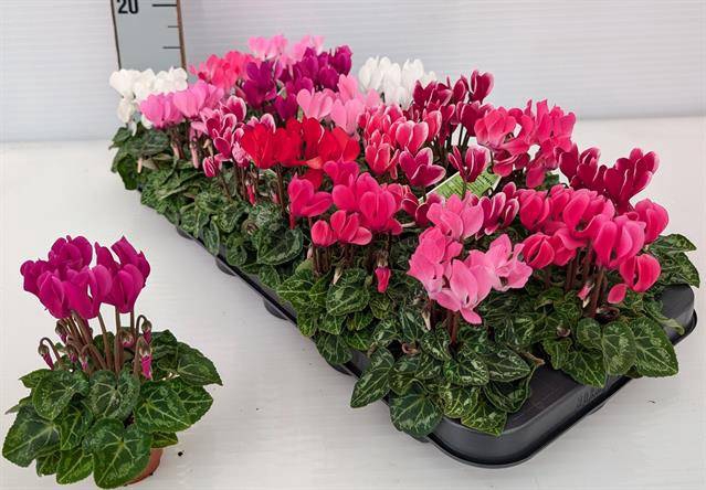 <h4>.Cyclamen persicum kleinbloemig super serie micro</h4>