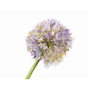 Allium Blue