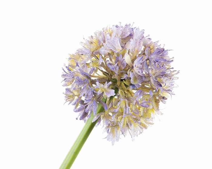 <h4>Allium Blue</h4>