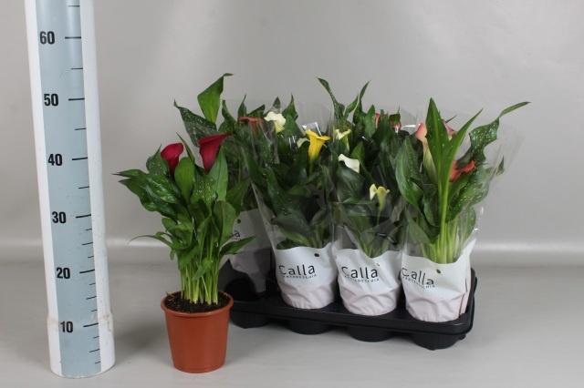 <h4>ZANT GEM 5 KL</h4>