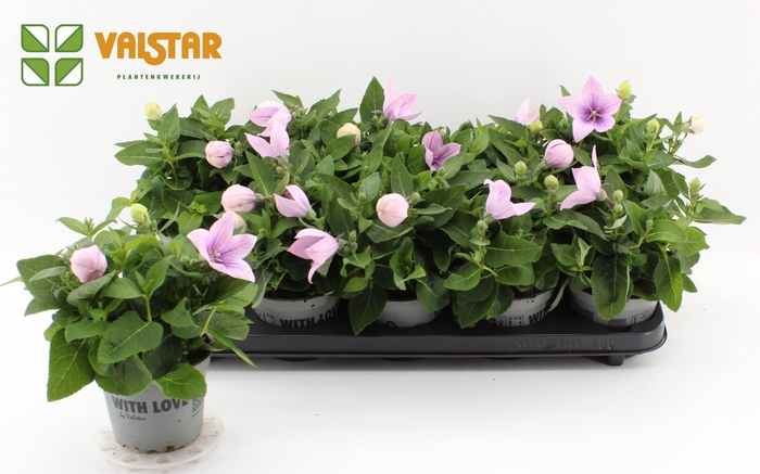 <h4>Platycodon 12cm astra Roze</h4>