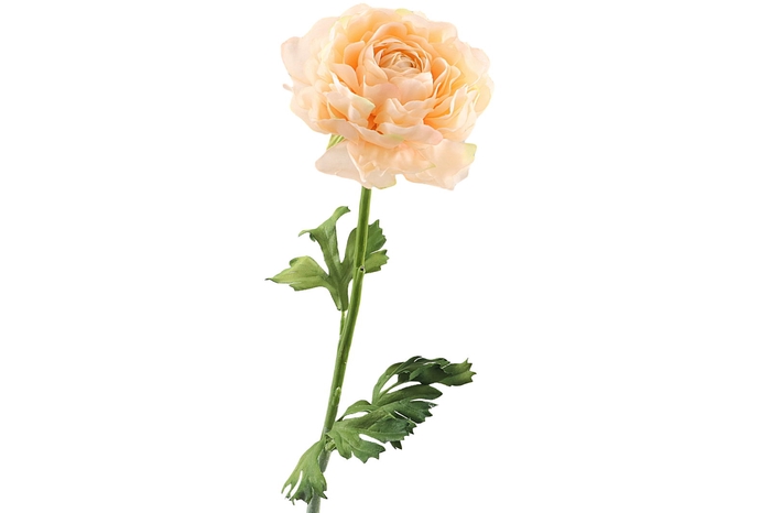 <h4>Ranunculus Salmon</h4>